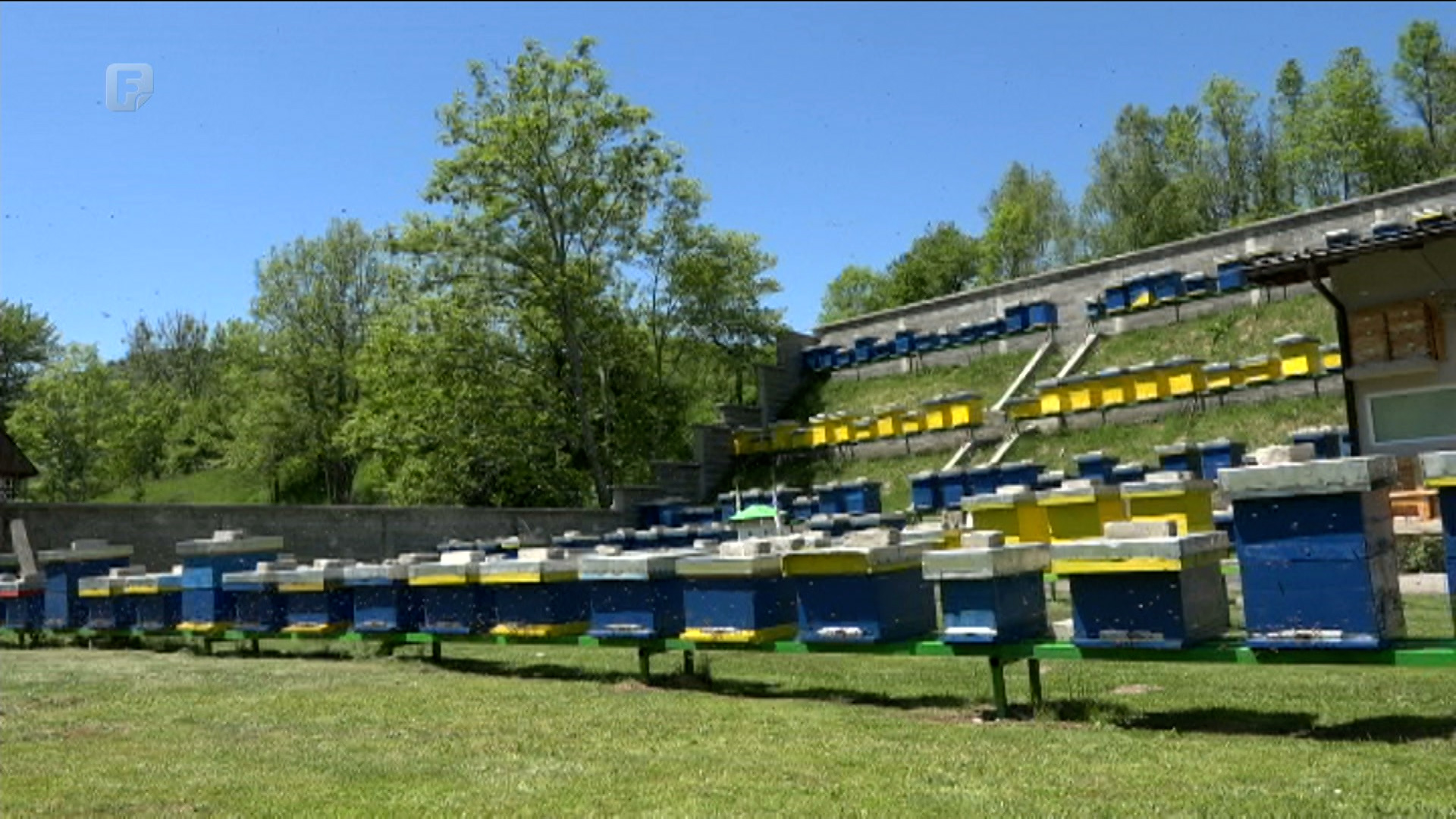 Pčele sve teže mogu pronaći dobar pelud i nektar